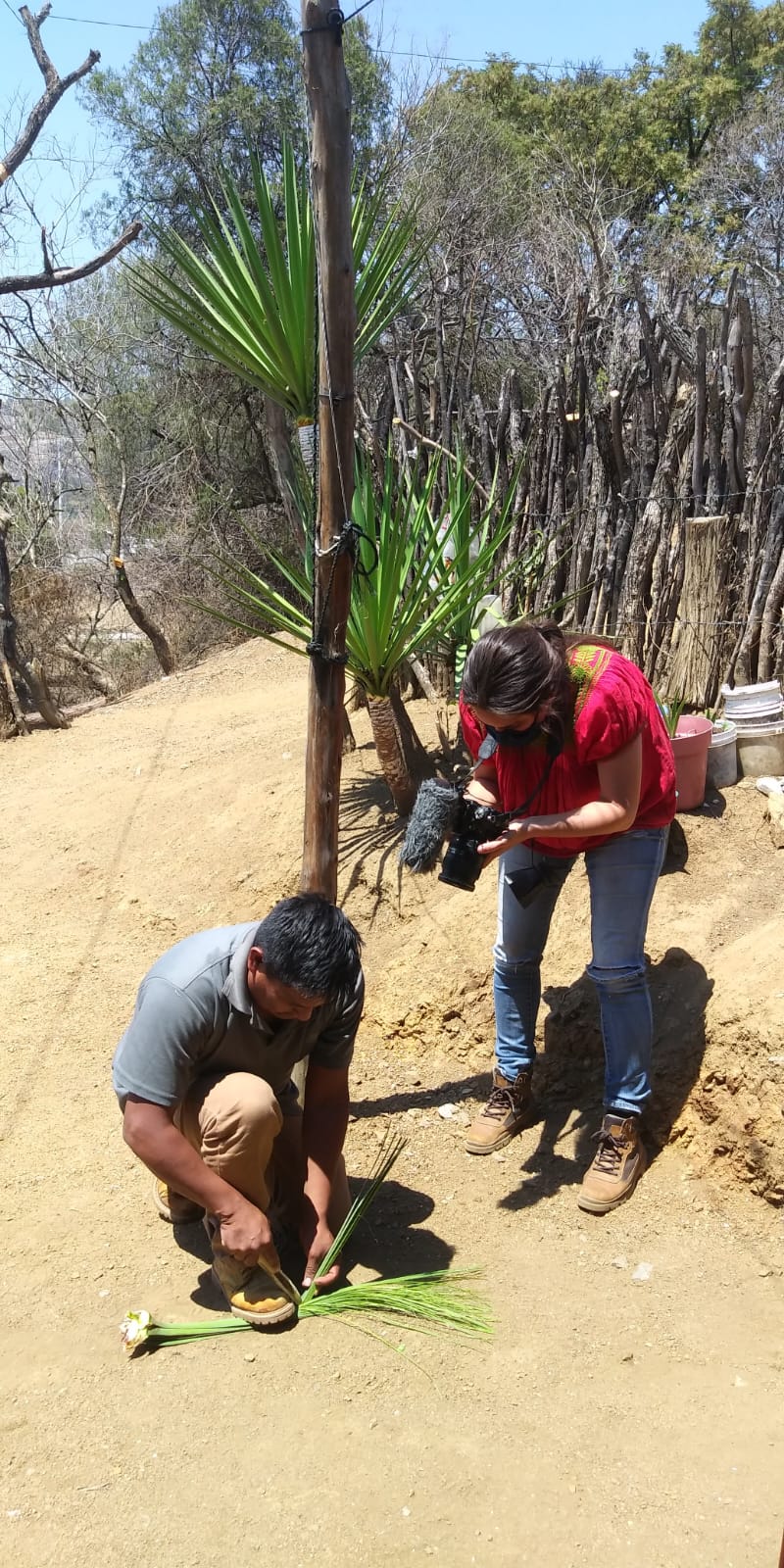 Guenola grabando el proceso de extracción del Izote en Zumpahuacán / Guenola recording the process of extracting the Izote in Zumpahuacán.
